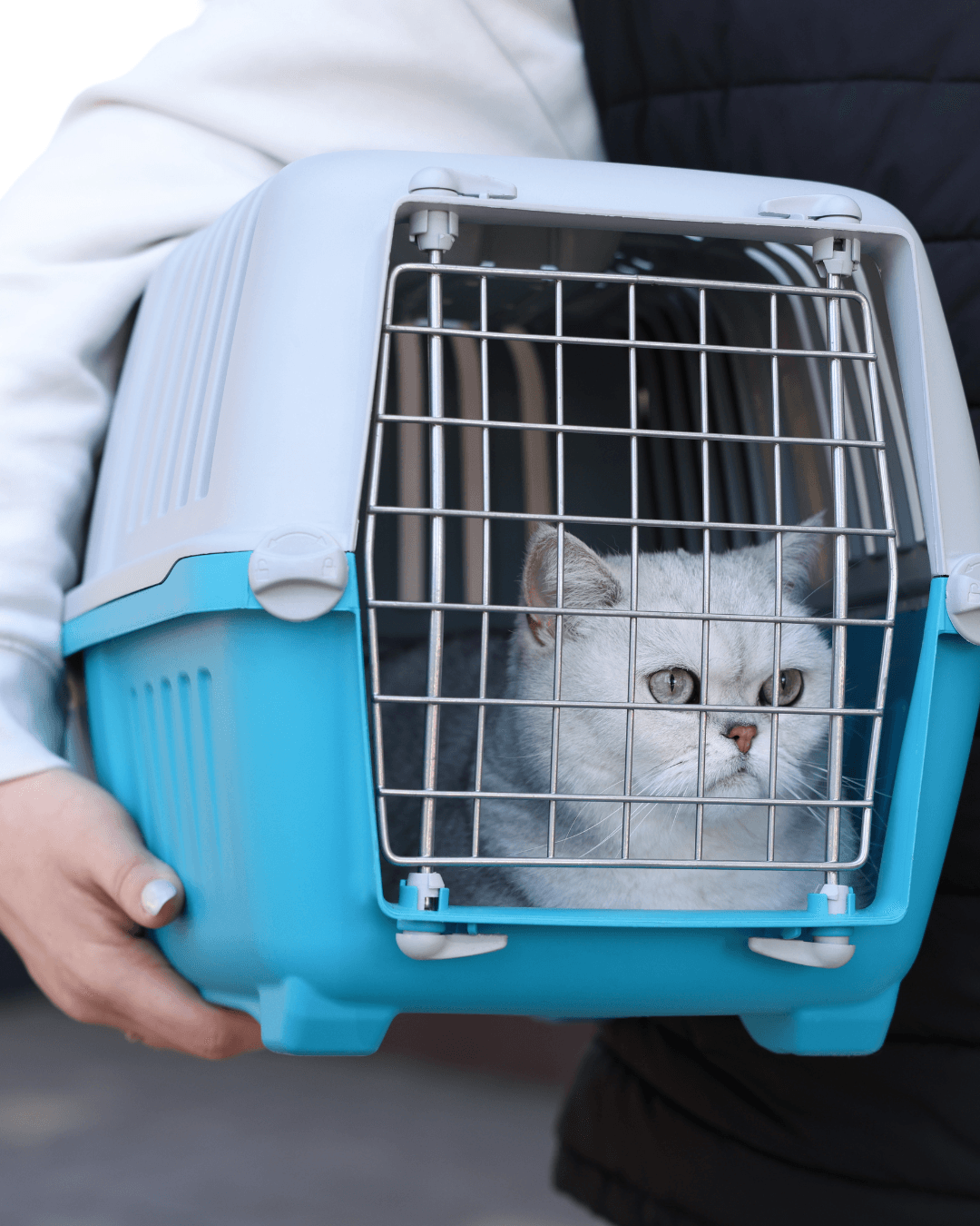 What to look for in a professional pet transporter