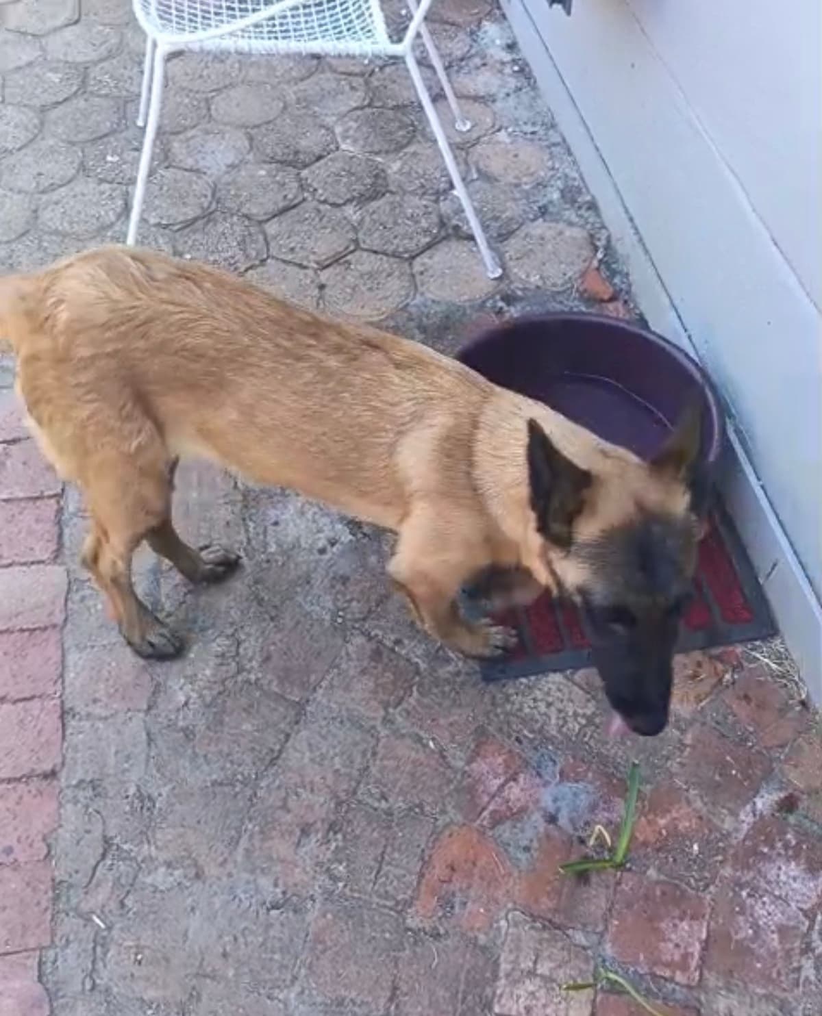 Relocating 4-Month Belgian Malinois from Cape Town to Rustunberg